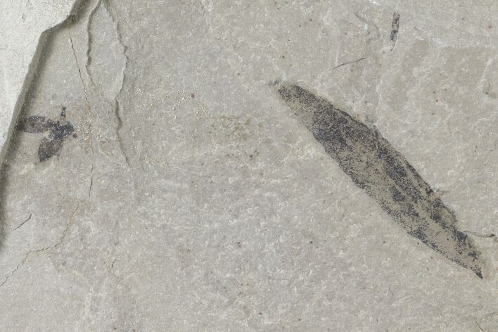 Fossil Seed Pod & Leaf (Cedrelospermum?) - Green River Formation, Utah